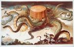 Titan Rockefeller - Octopus.jpg